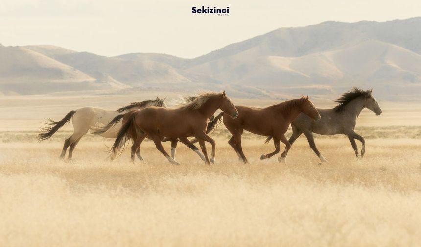 Türk’ün Kanadı At: Bozkırdan Osmanlı’ya Uzanan Yol | Atın Tarihteki Yeri ve Önemi